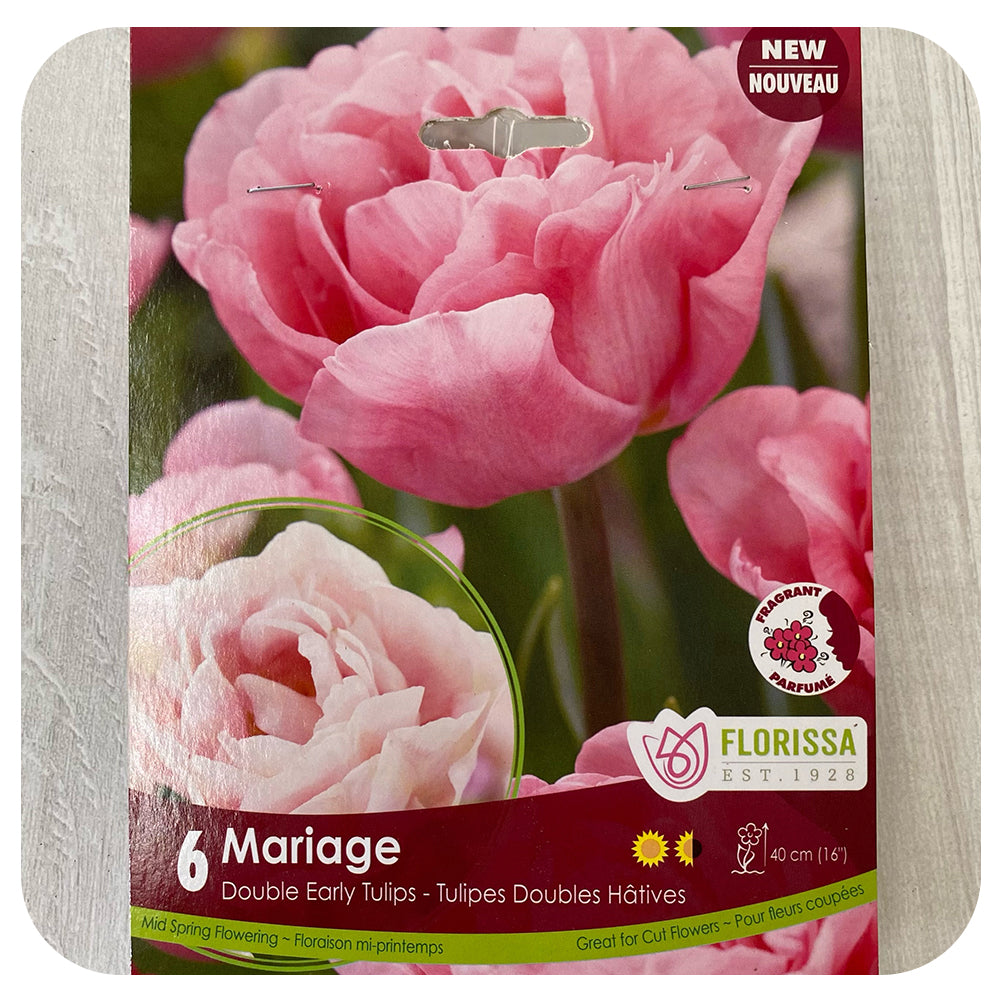 Tulip 'Mariage'