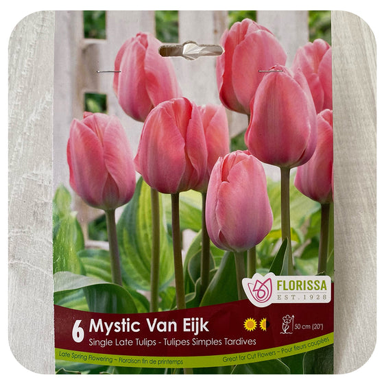 Tulip 'Mystic Van Eijk'