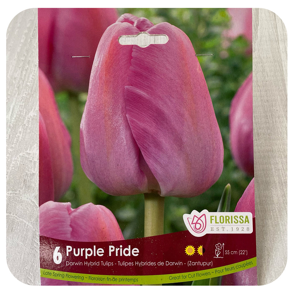 Tulip 'Purple Pride'