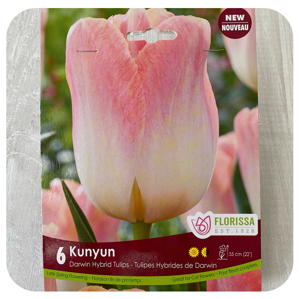 Tulip 'Kunyun'
