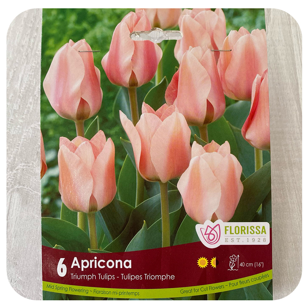 Tulip 'Apricona'