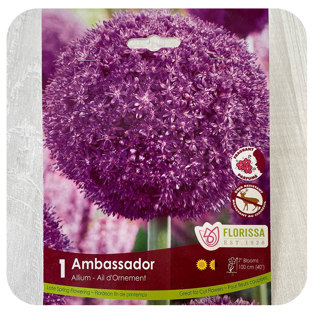 Allium Ambassador Bulbs