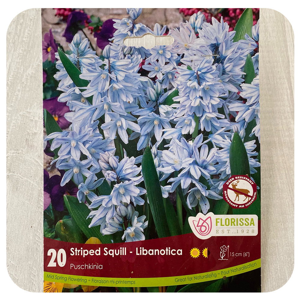 Puschkinia Libanotica (Striped Squill)