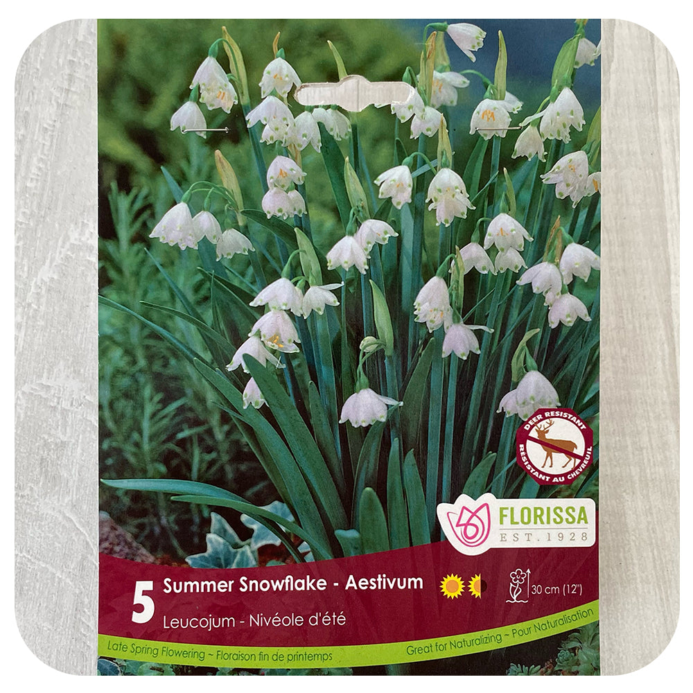 Leucojum Aestivum