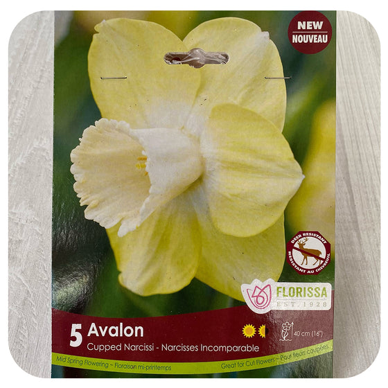 Daffodil 'Avalon' (Narcissus)