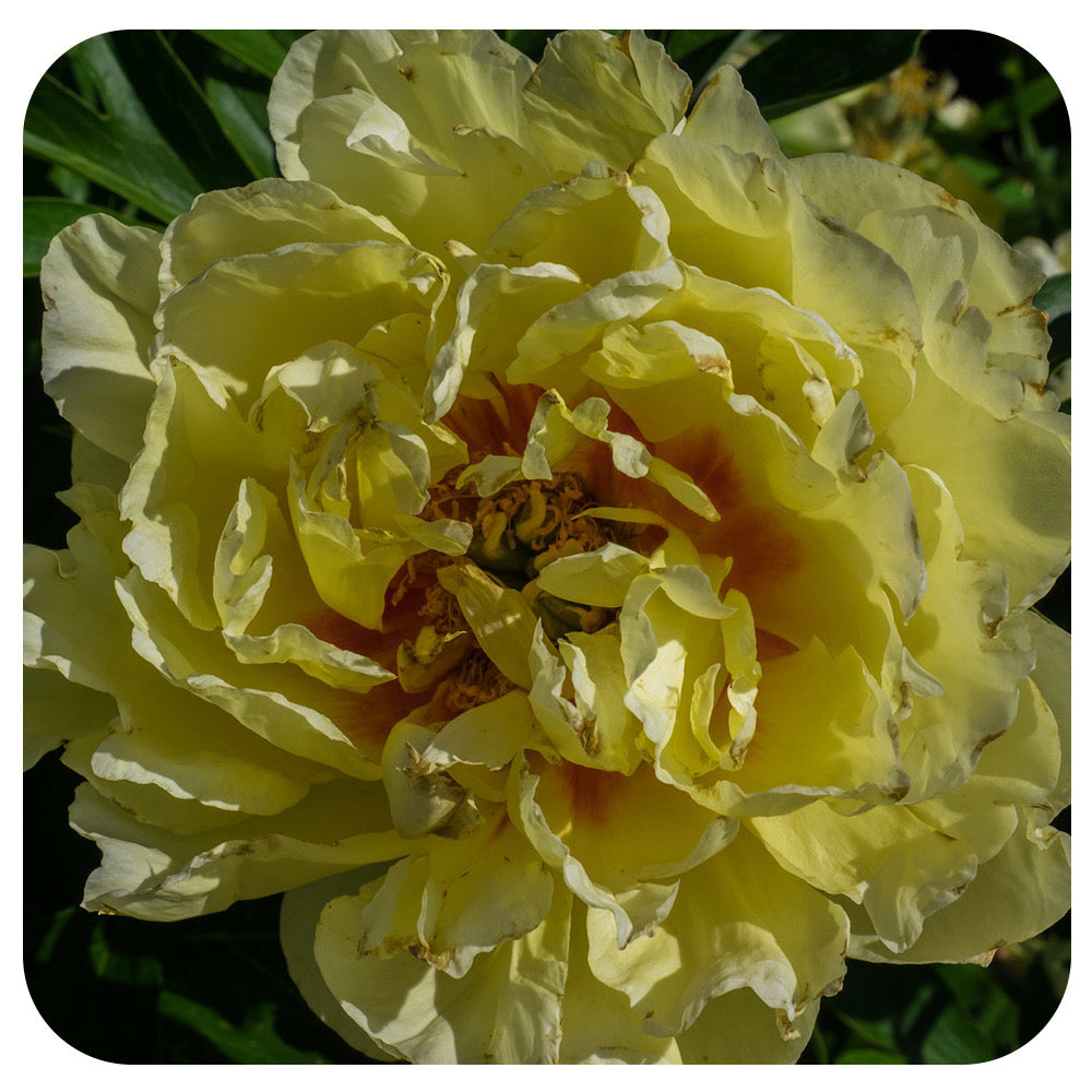 Itoh Peony ‘Bartzella’