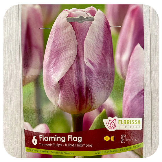 Tulip 'Flaming Flag'