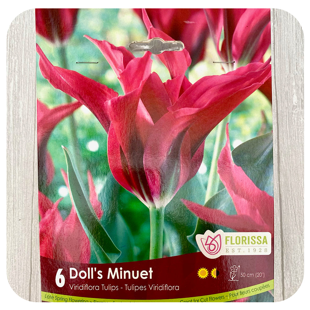 Tulip 'Doll's Minuet'