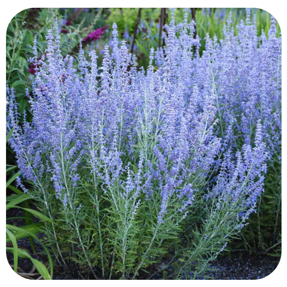 Baby Russian Sage 'Blue Jean' (Perovskia Atriplicifolia)