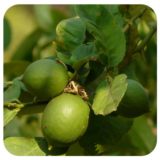 CITRUS - Key Lime