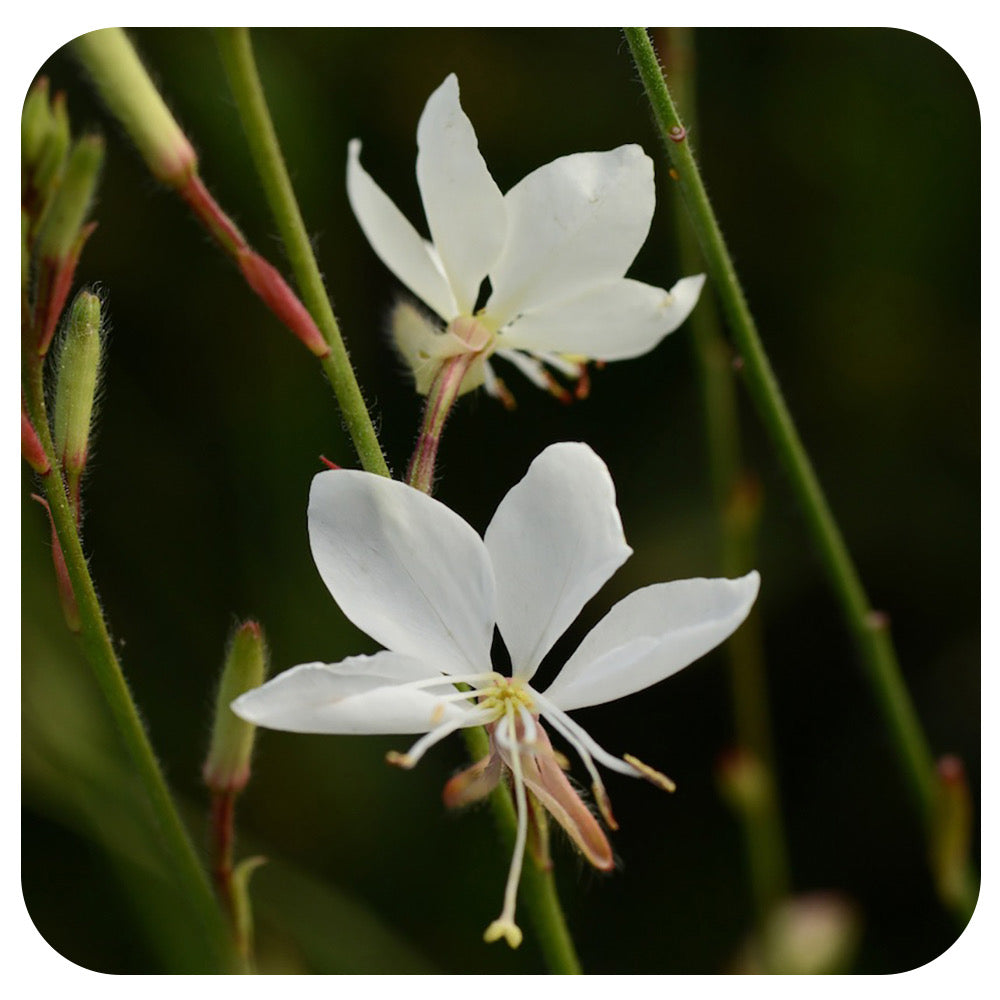 Gaura 'Belleza White'