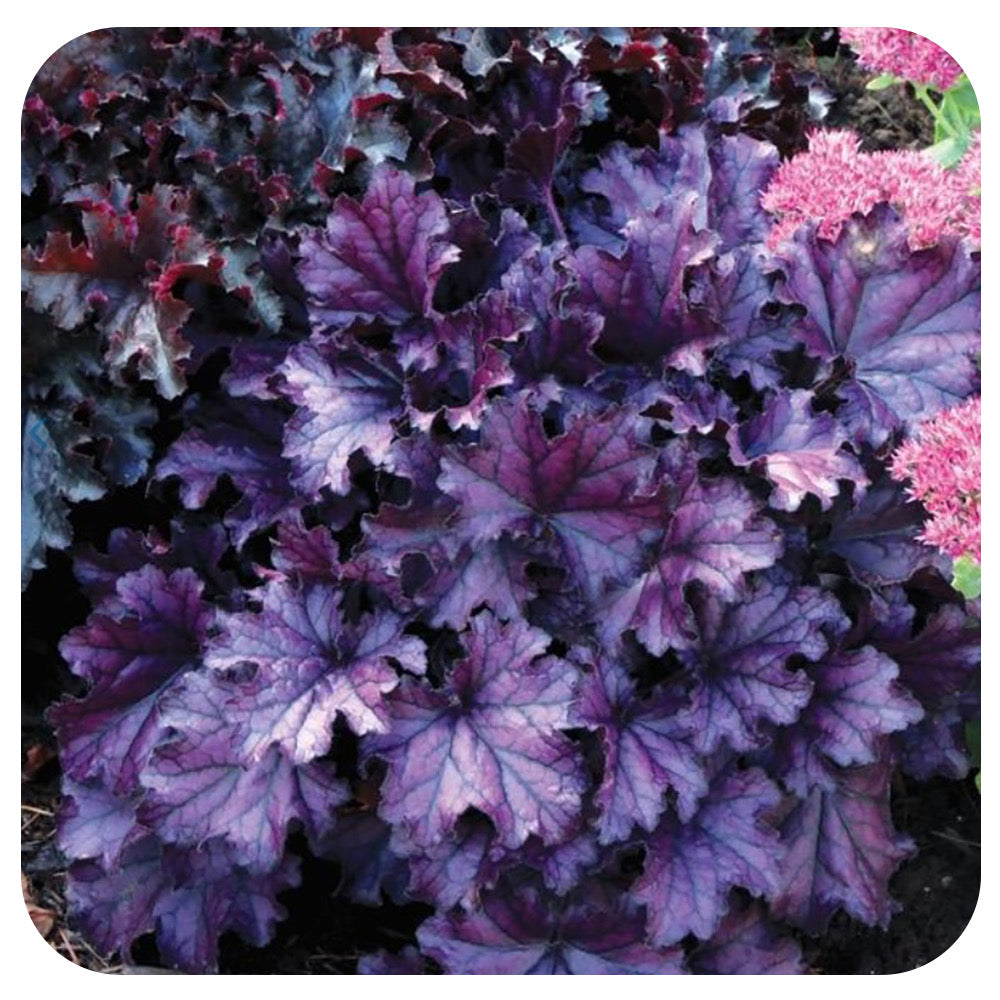 Coral Bells ‘Forever Purple’ (Heuchera)