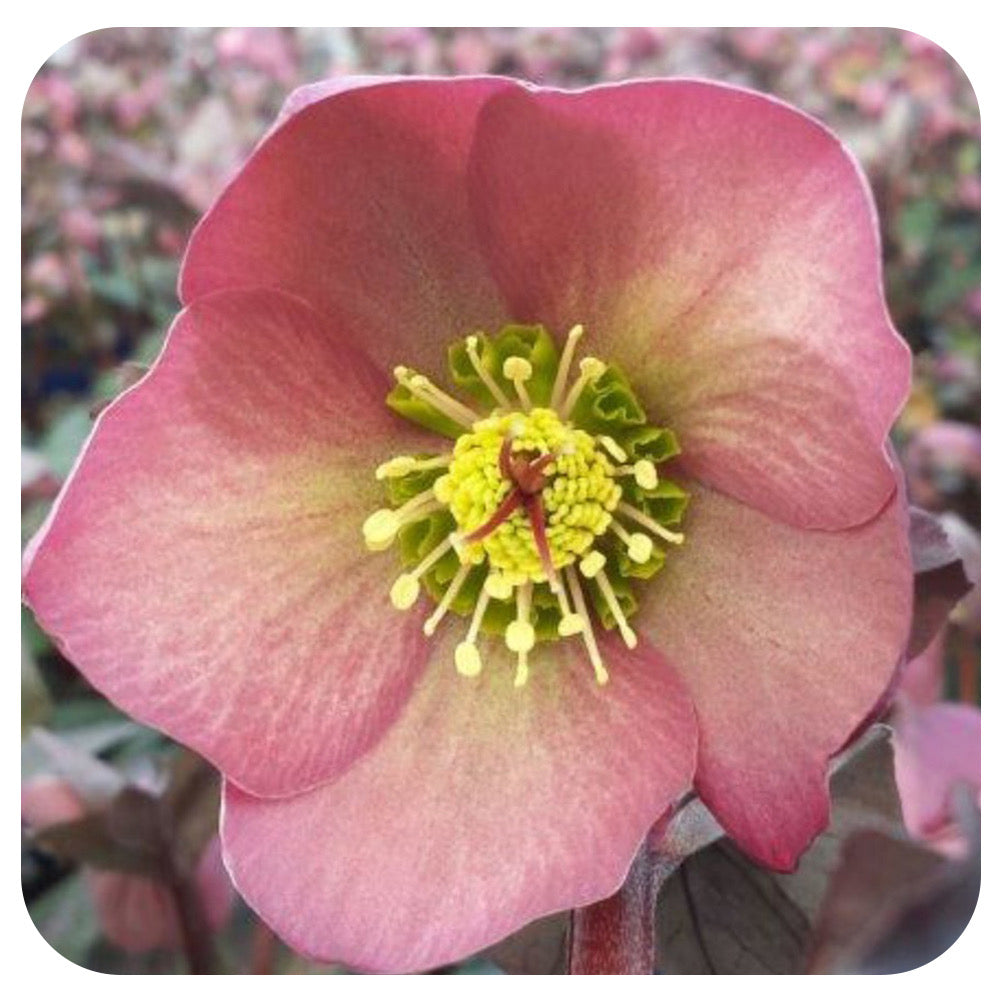 Helleborus ‘Penny's Pink’ (Lenten Rose)