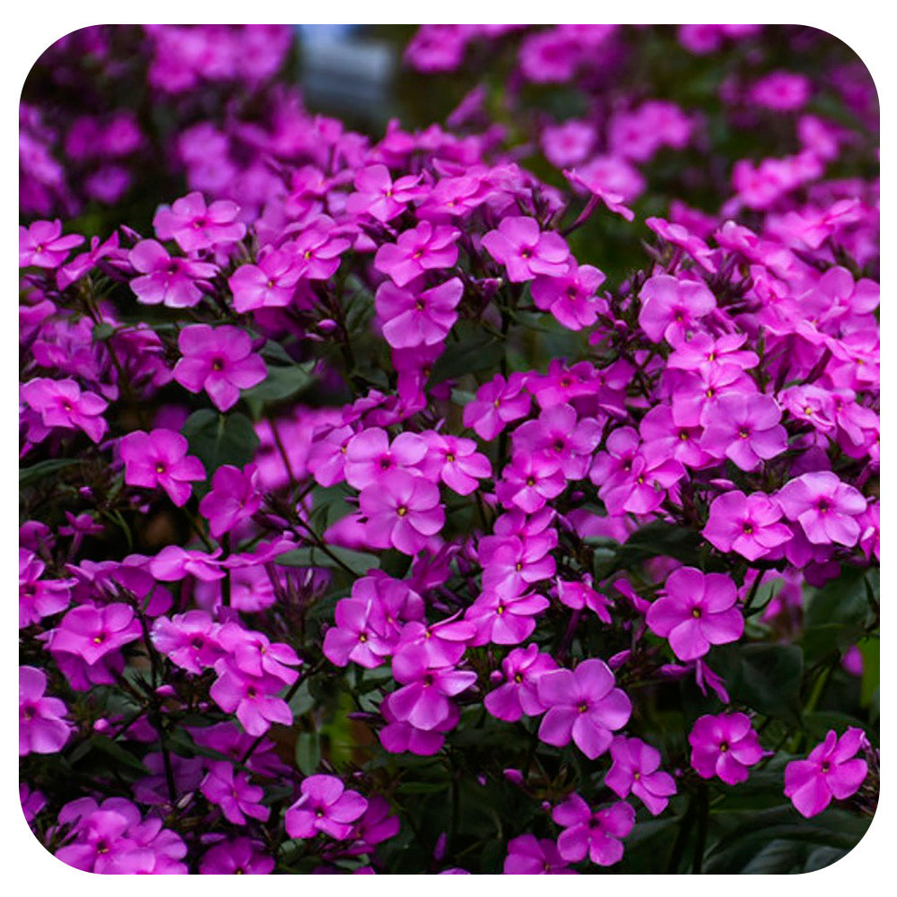Phlox 'Cloudburst' Tall Cushion Phlox