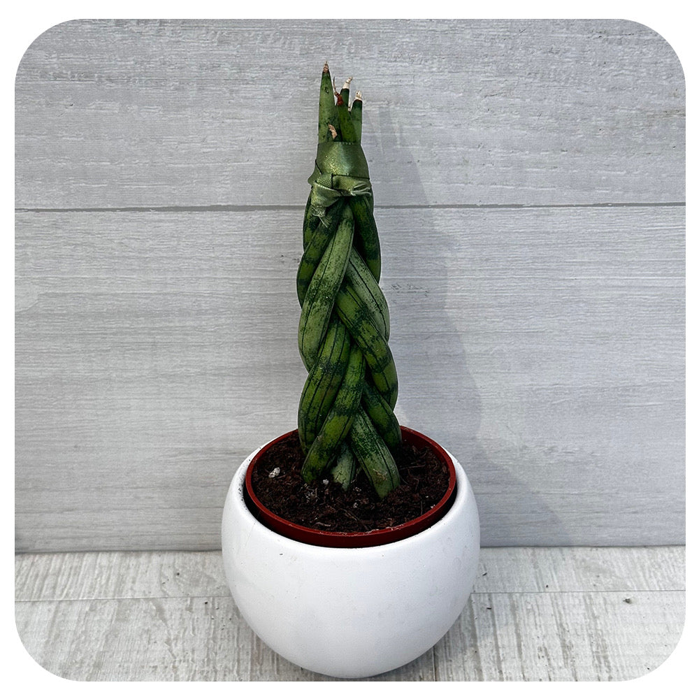 Mini Snake Plant 'Cylindrica Braid’ (Sansevieria)