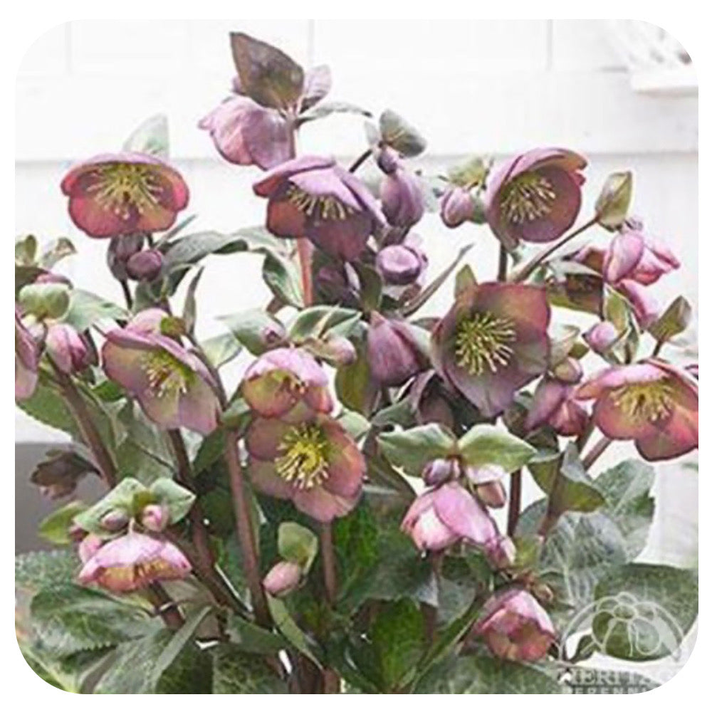 Helleborus ‘Dana's Dulcet’ (Lenten Rose)