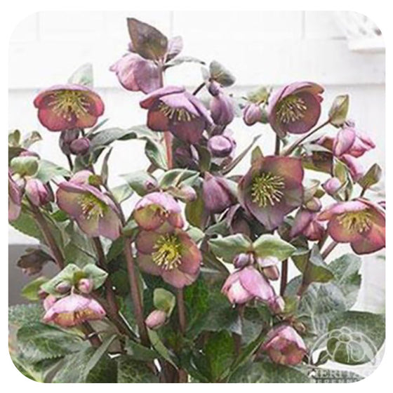 Helleborus ‘Dana's Dulcet’ (Lenten Rose)