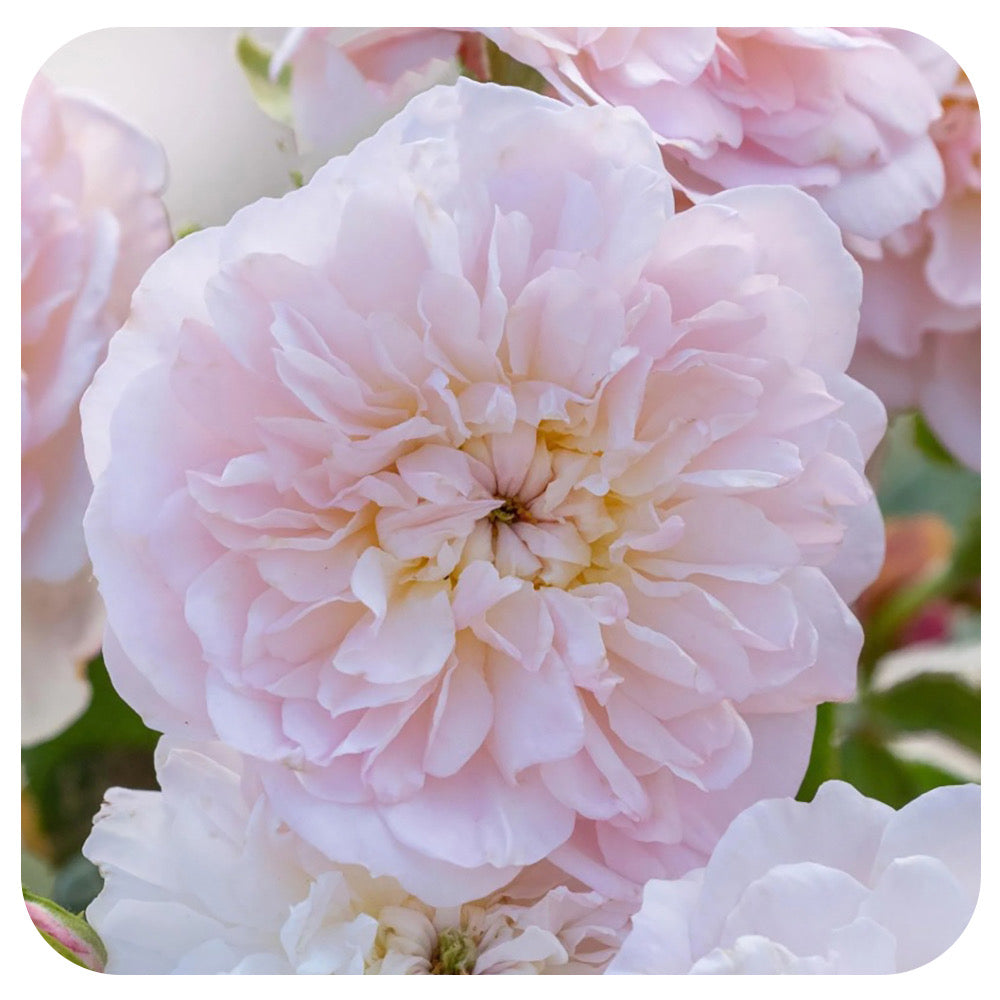 Elizabeth Rose by David Austin