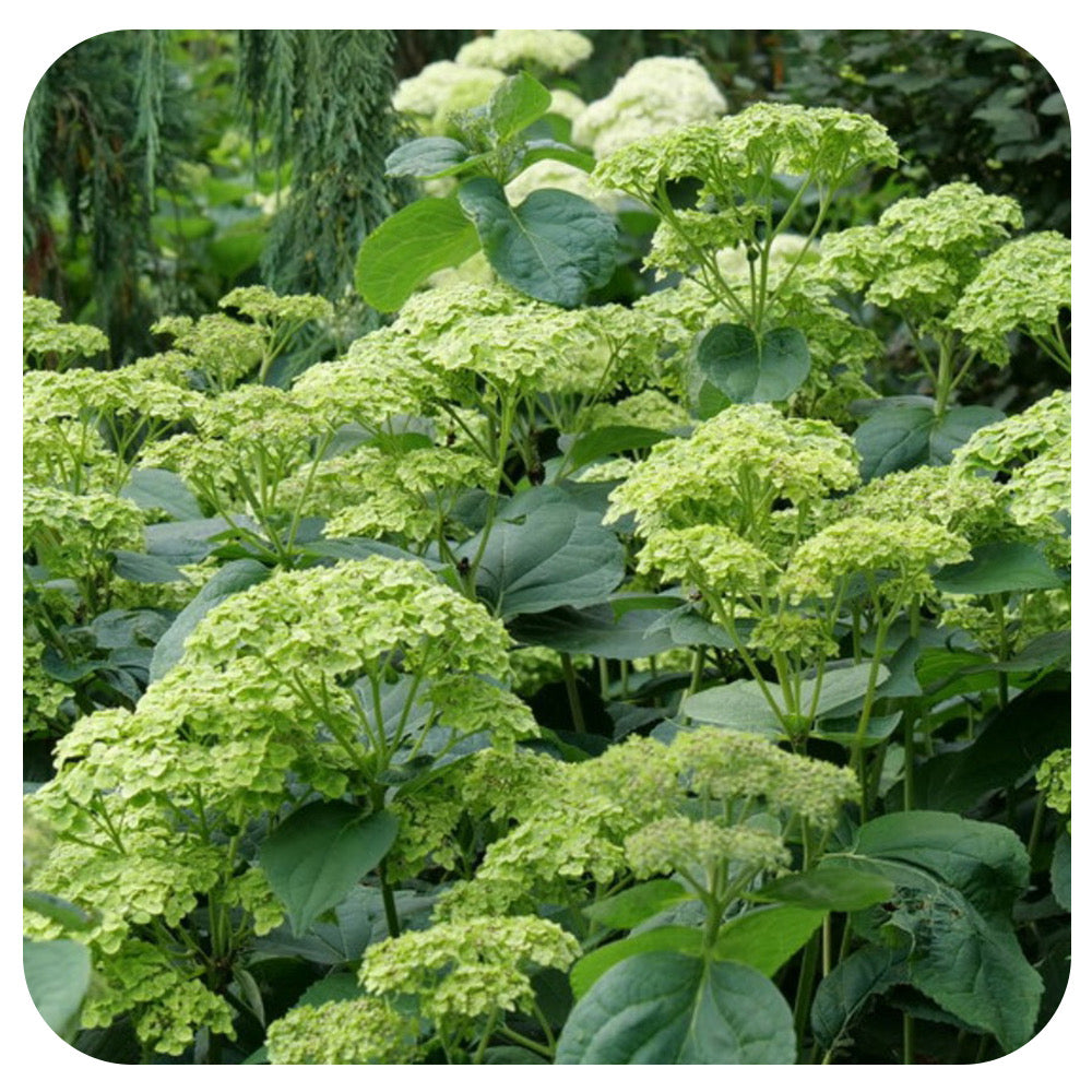 Hydrangea 'Invincibelle Sublime'