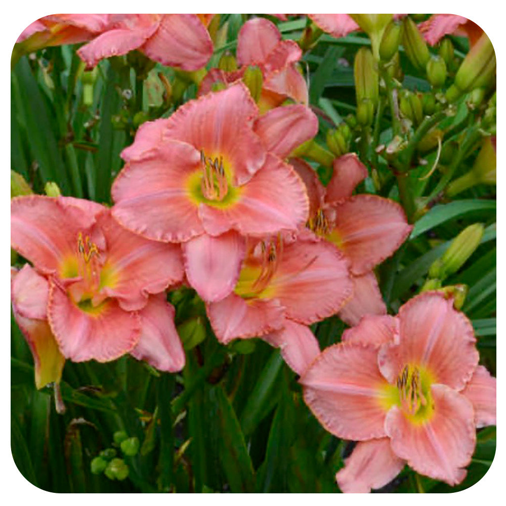 Daylily 'Scottish Fantasy' (Hemerocallis)