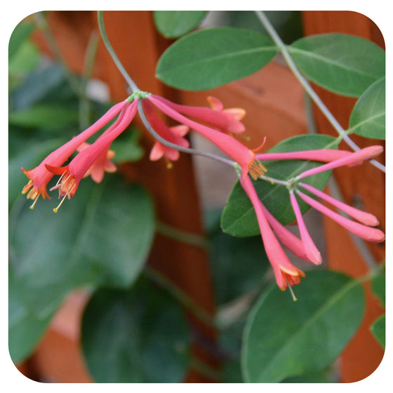 Major Wheeler Honeysuckle (Lonicera sempervirens)