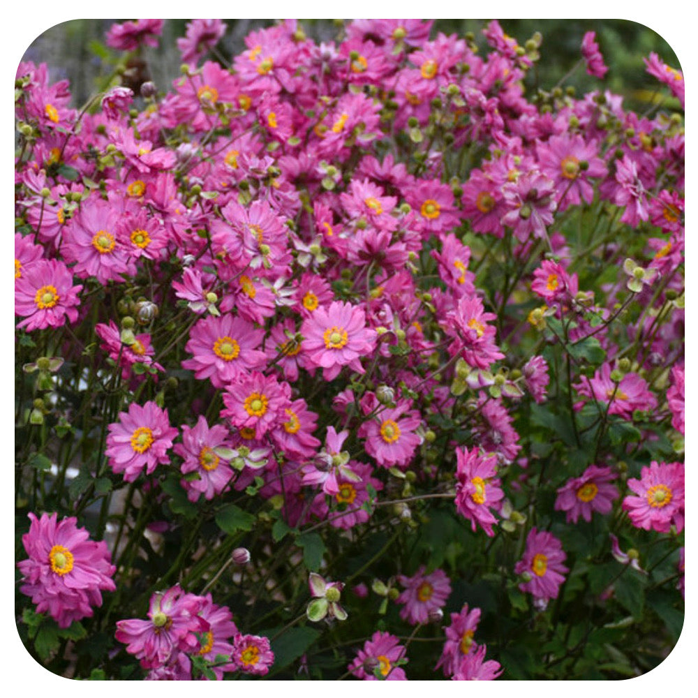 Anemone ‘Fall in Love Sweetly’ (Japanese Anemone)