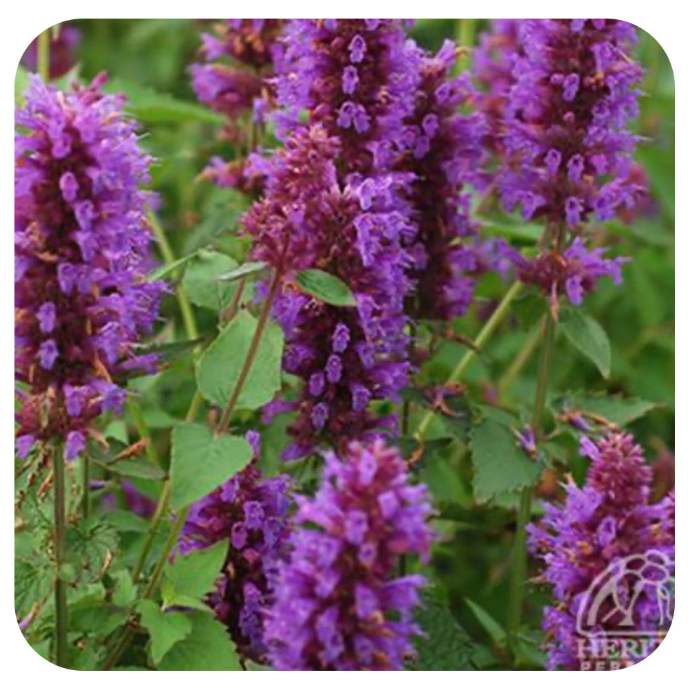 Agastache 'Blue Boa' (Anise Hyssop)