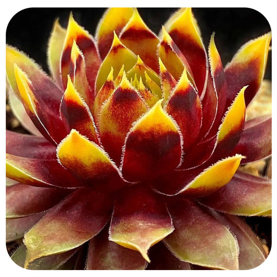 Hens and Chicks "Gold Rush' (Sempervivum)