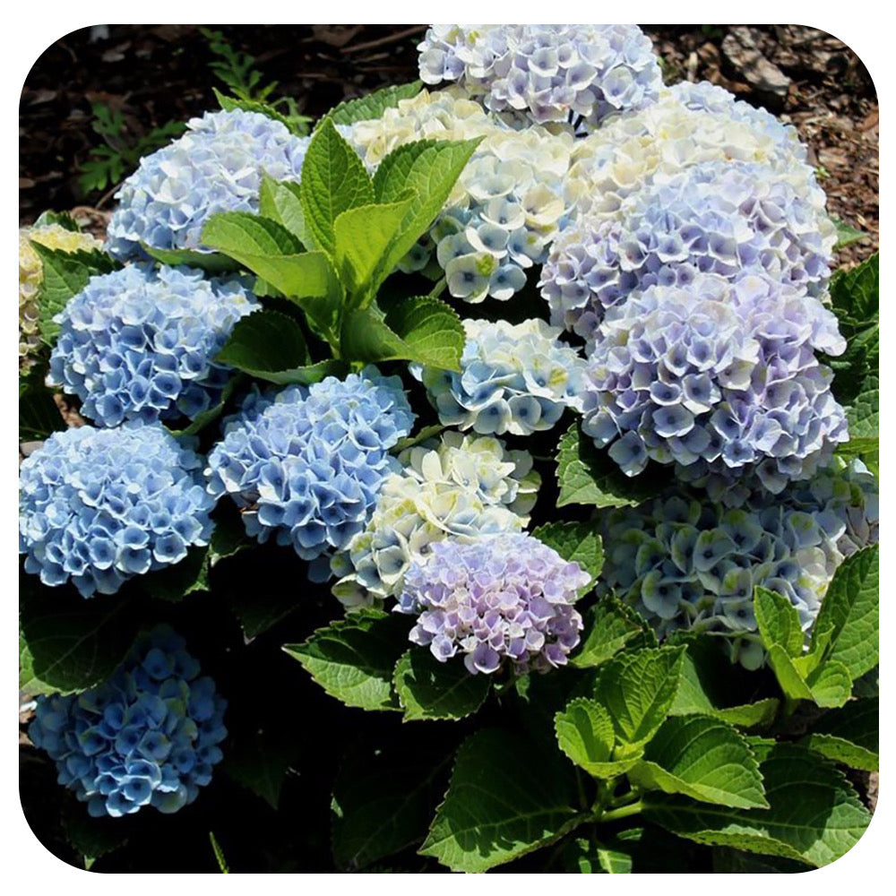 Hydrangea  'Revolution Blue'