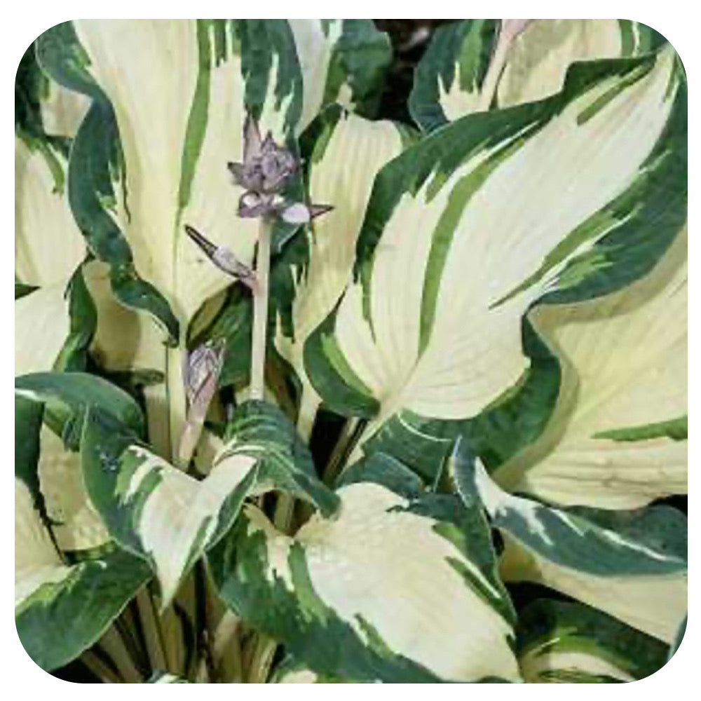 Hosta "hans'
