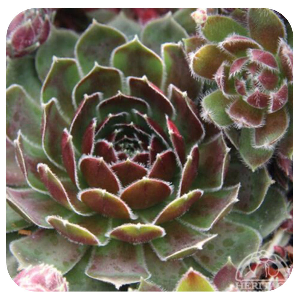 Hens and Chicks  'Commander Hay' (Sempervivum)