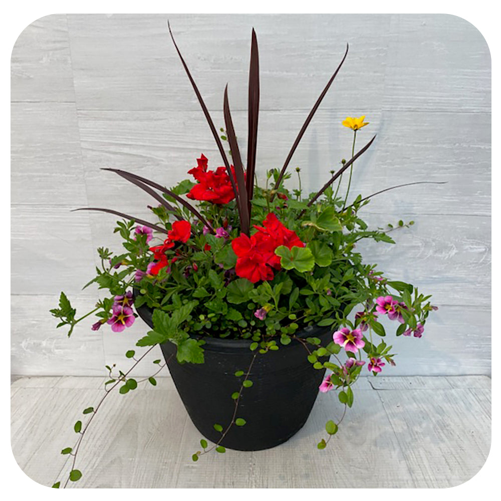 Sun arrangement round - Red Geranium with yellow bidens and Pink Calibrachoa