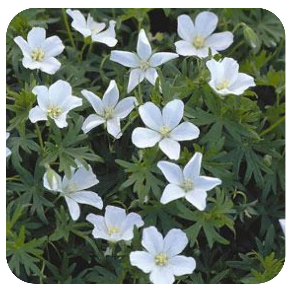 Geranium sanguineum 'Album' (Cranesbill)