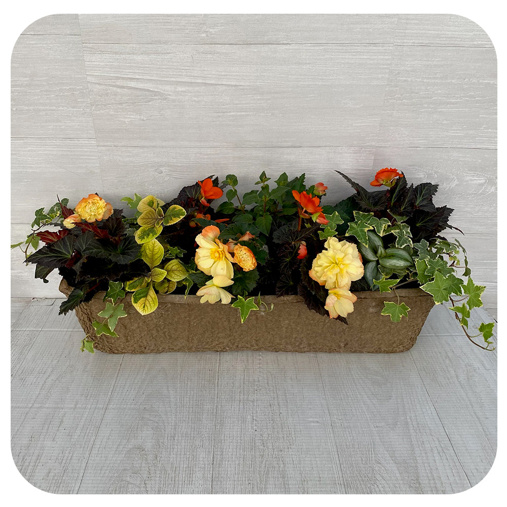 Window Box - Shade Mix Apricot