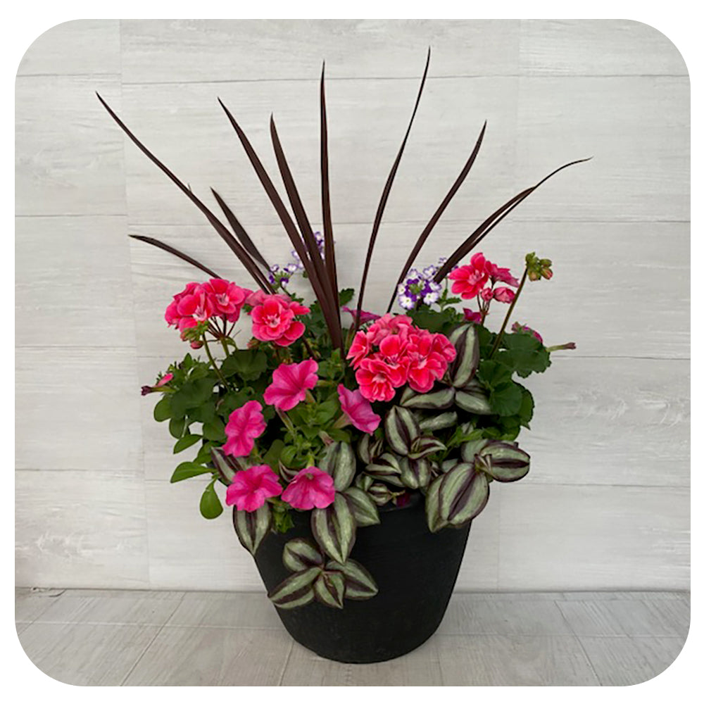 Sun arrangement round - Two tone Geranium with Pink Petunia