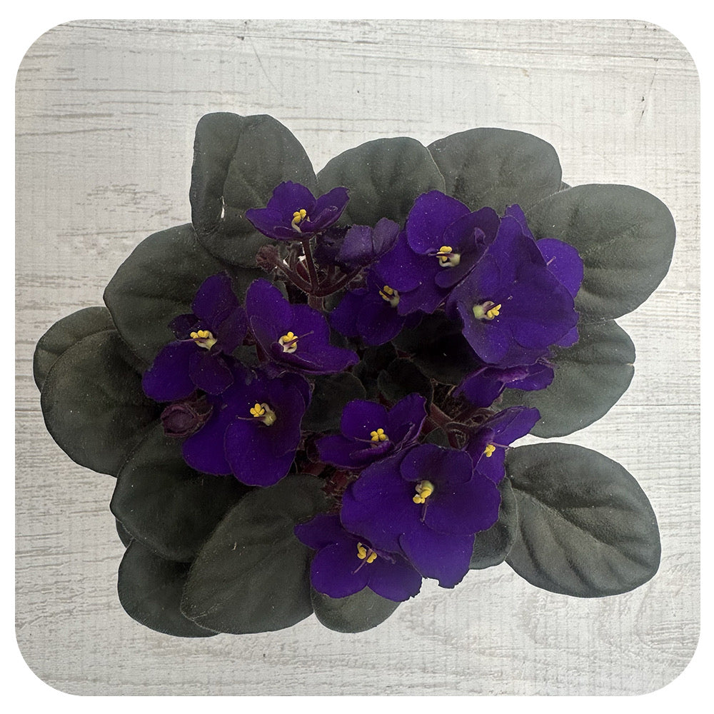African Violets (Saintpaulia)
