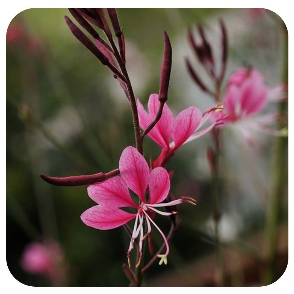 Butterfly Gaura 'Siskiyou Pink' (Gaura lindheimeri)