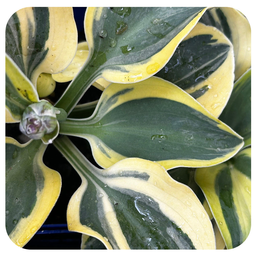 Miniature Hosta ‘Mighty Mouse'