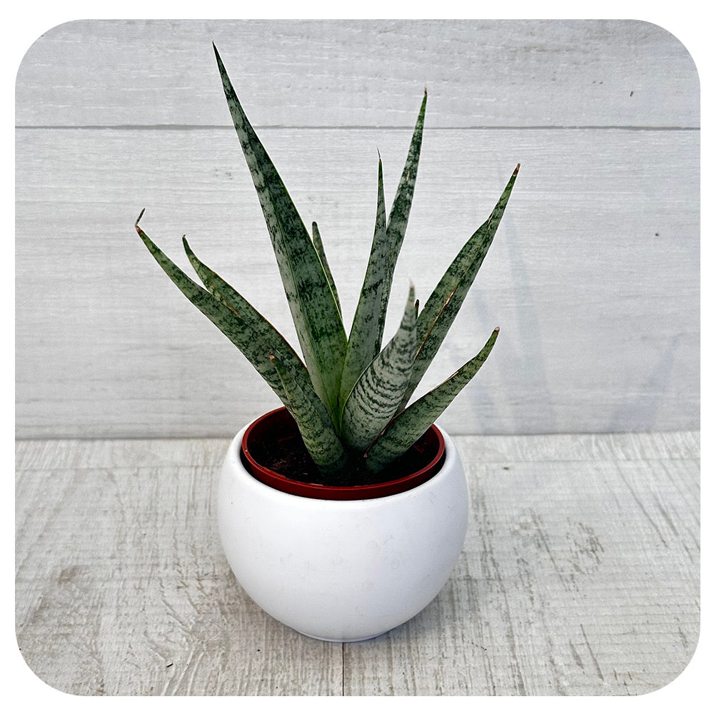 snake plant mini Mini Snake Plant ‘Gojo’ (Sansevieria)