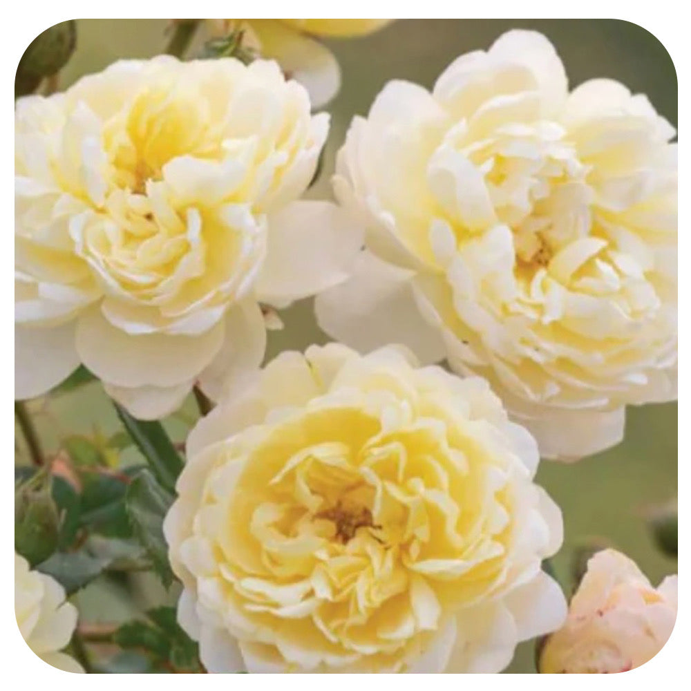 Nye Bevan Rose by David Austin