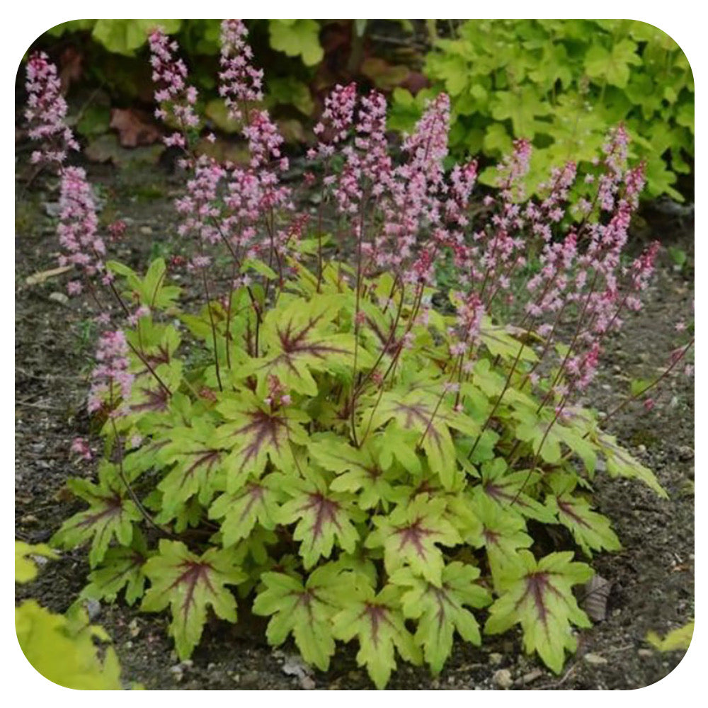 Heucherella 'Fun and Games Eye Spy' by Proven Winners