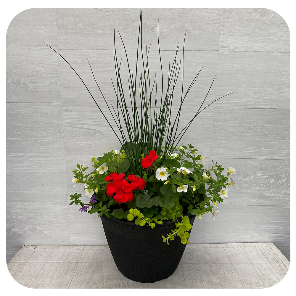 Sun arrangement round - Red Geranium with White Calibrachoa