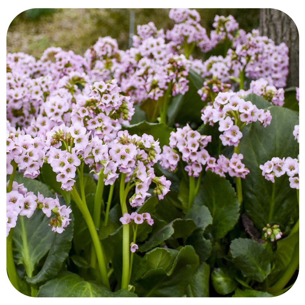 Bergenia ‘Fairytale Romance'