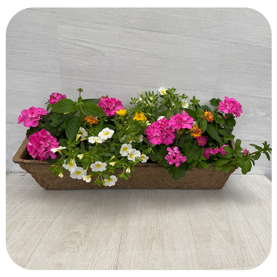 Window Box Sun - Pink Geranium with White Calibrachoa and lantana