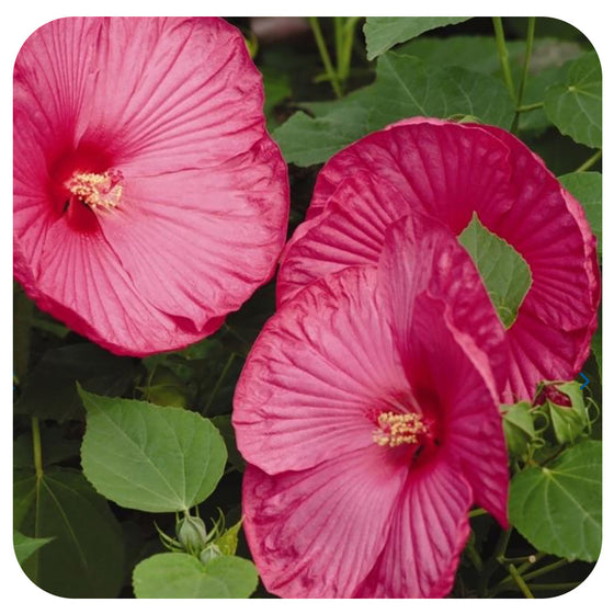 Hibiscus Luna 'Rose' (Dwarf Hardy Hibiscus/ Rose Mallow)