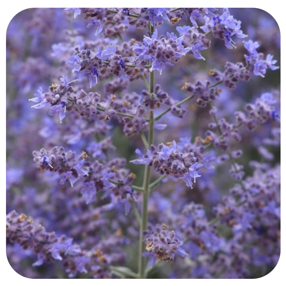 Russian Sage 'Compact Bluesette' (Perovskia Atriplicifolia)