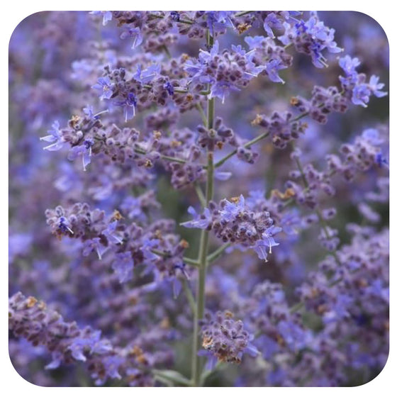 Russian Sage 'Compact Bluesette' (Perovskia Atriplicifolia)