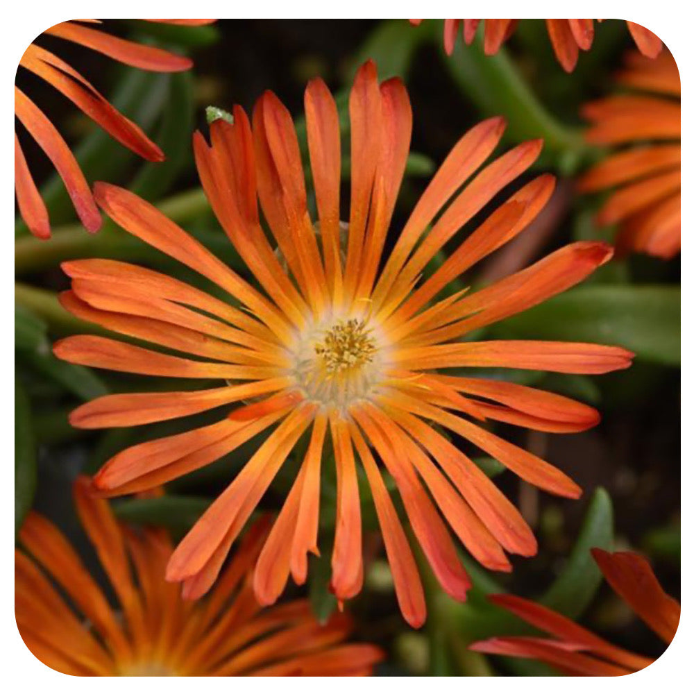Delosperma Ocean Sunset 'Orange Vibe (Ice Plant)