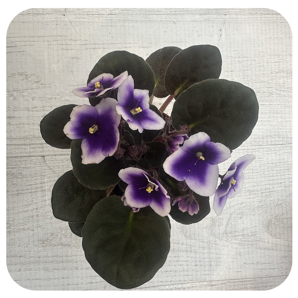 African Violets (Saintpaulia)
