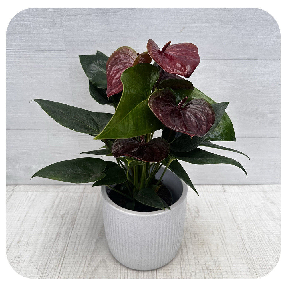 Anthurium